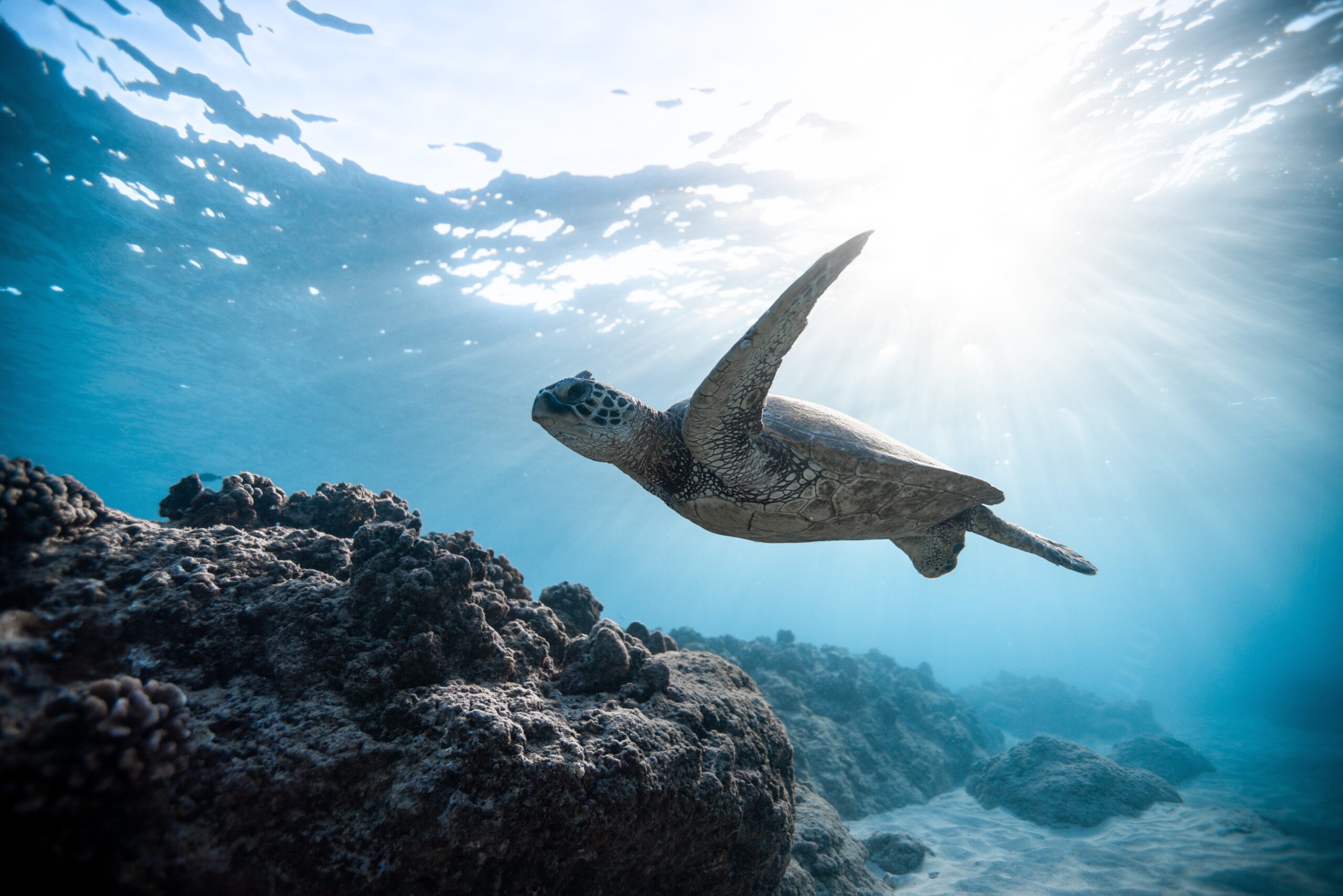 plastic free tartaruga marina