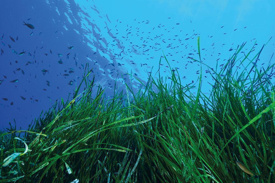 Posidonia