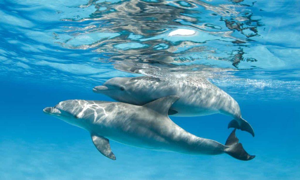 Curiositá sui delfini
