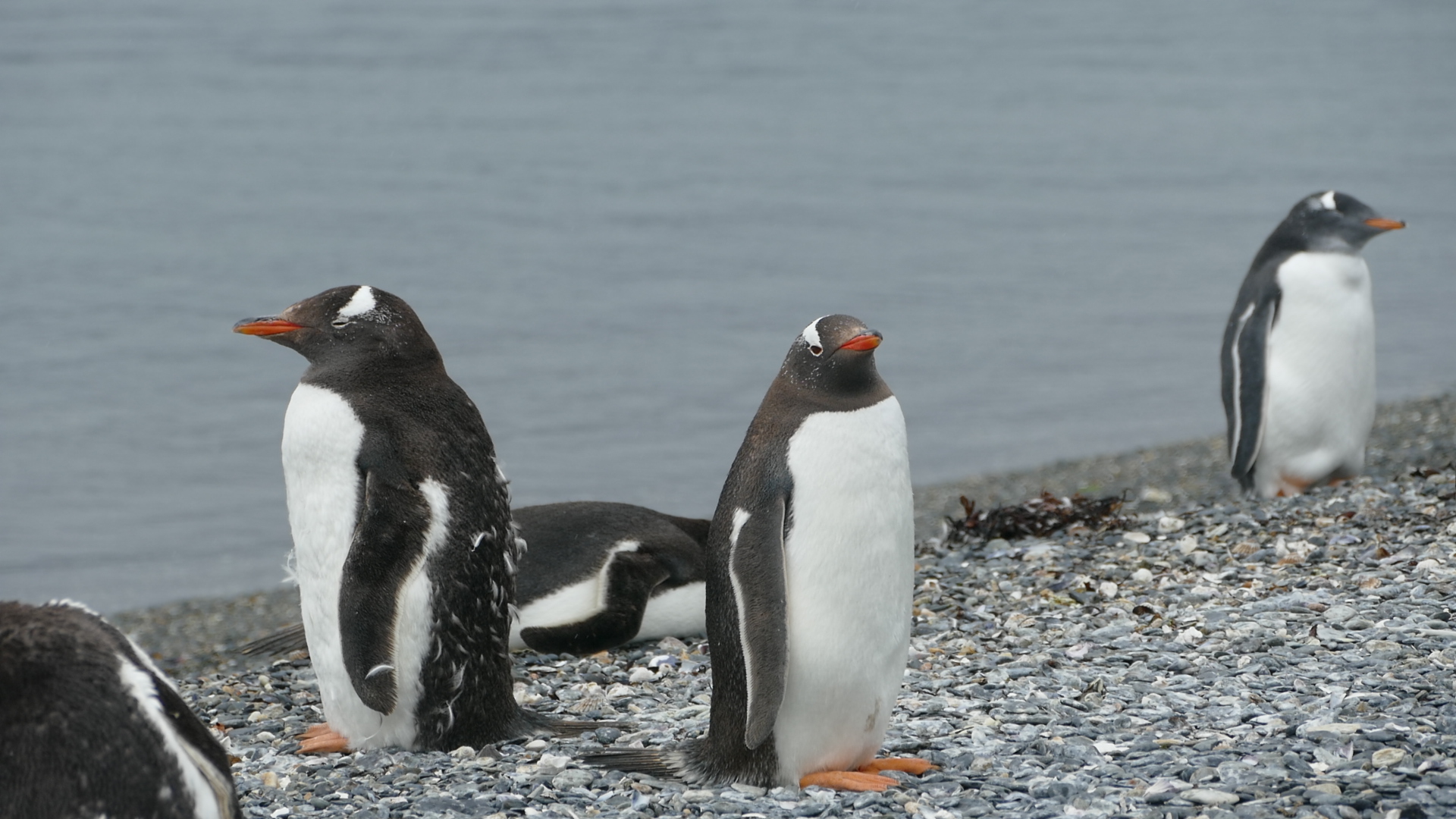 viaggio trekking patagonia pinguini