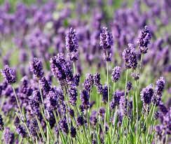 Tuscan lavender