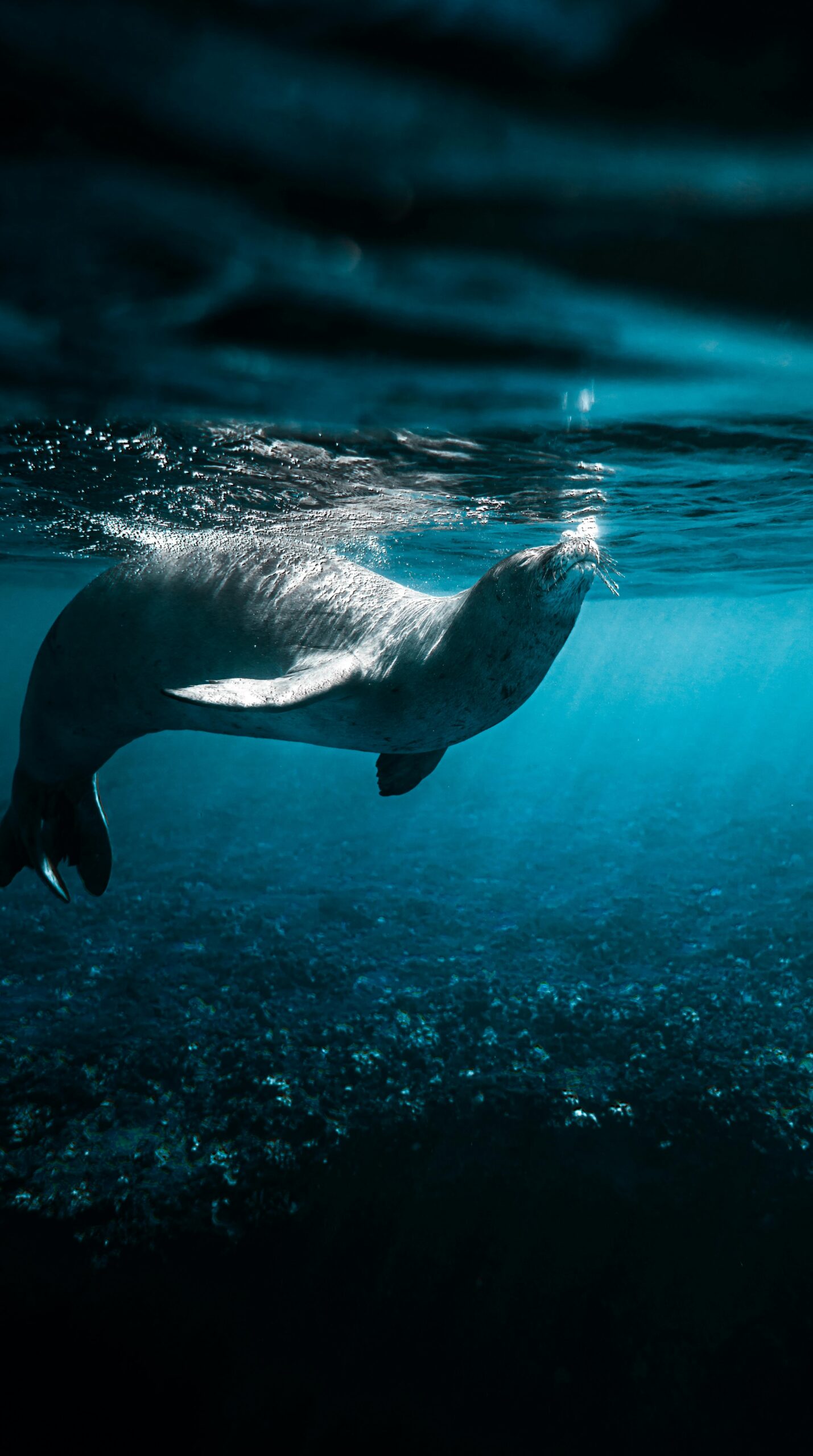 foca monaca grecia itaca atokos kastos kalamos